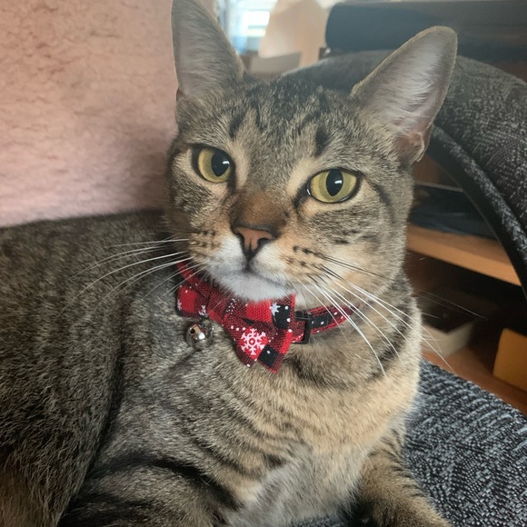 Meet your Posher, Jaime - Picture 2 of 4